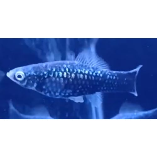 Breeding group of Black swordtails - WYSIWYG!