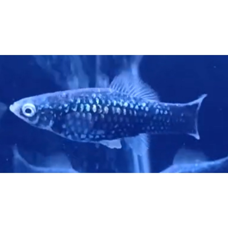 Breeding group of Black swordtails - WYSIWYG!