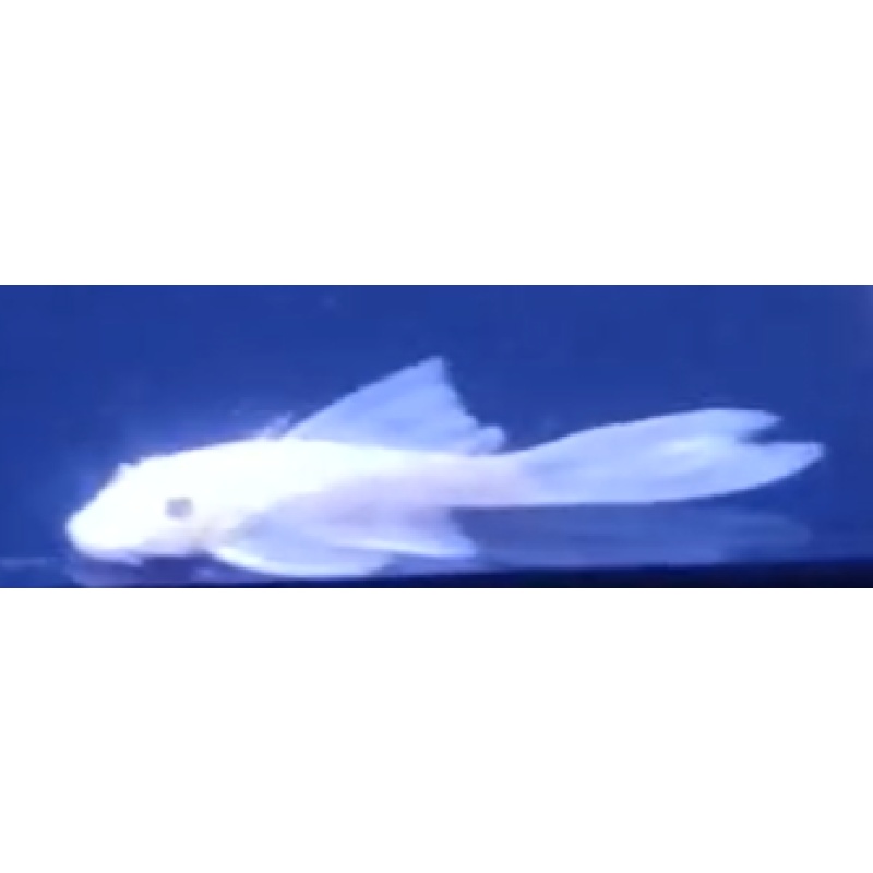 Snow White Plecos x 20!