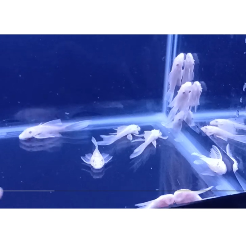 Snow White Plecos x 20!
