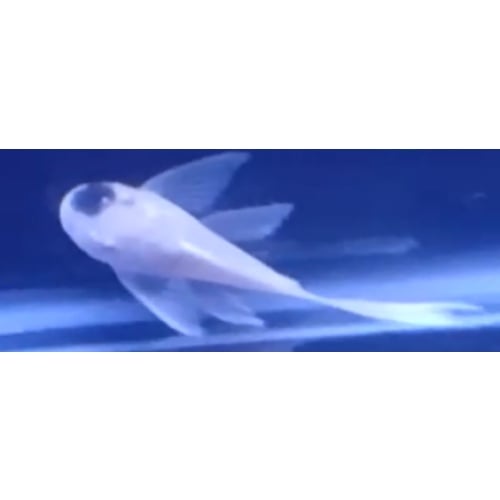 Snow white black spotted bristlenose plecos x 8 - WYSIWYG!