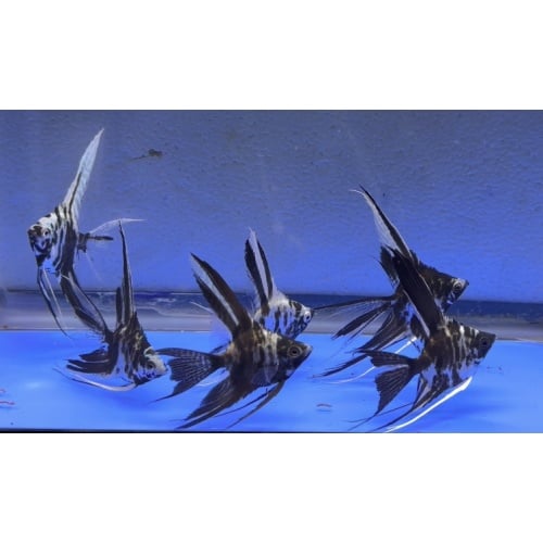 6 - BLUE MARBLE VEIL ANGELFISH