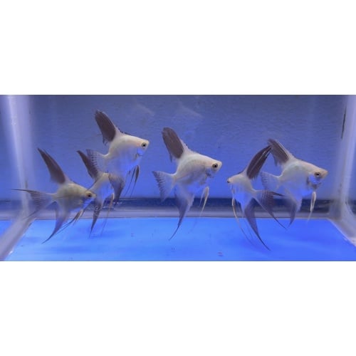 6 - BULGARIAN SEALPOINT ANGELFISH