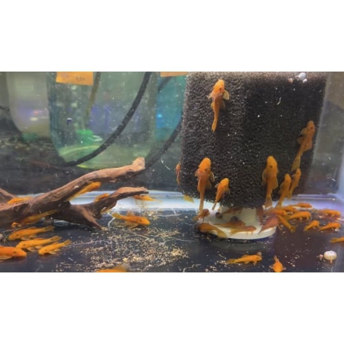 6 - SUPER RED BUSHYNOSE PLECOSTOMUS
