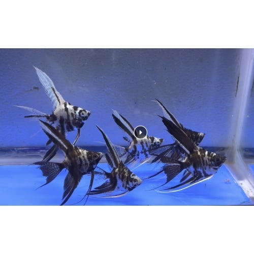 6 - PLATINUM MARBLE VEIL ANGELFISH