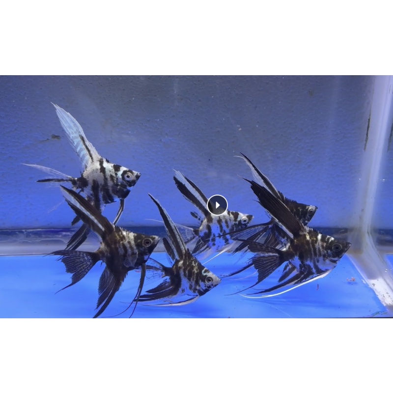 6 - PLATINUM MARBLE VEIL ANGELFISH