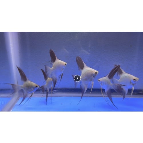 6 - BUGARIAN SEALPOINT ANGELFISH