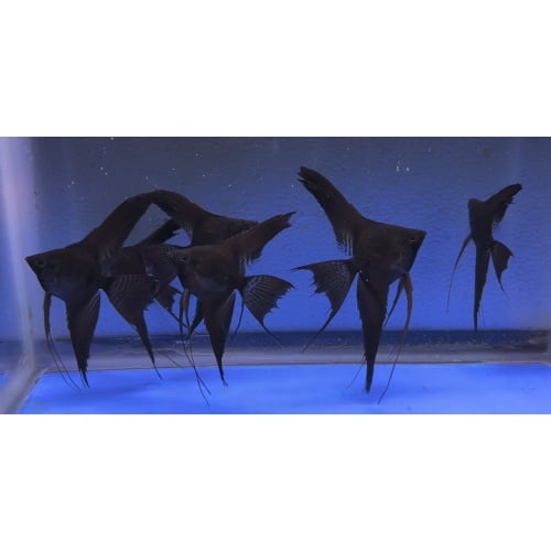 6 -  BLACK VEIL ANGELFISH