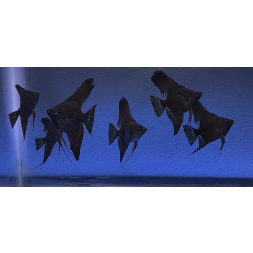 6 - BLACK ANGELFISH