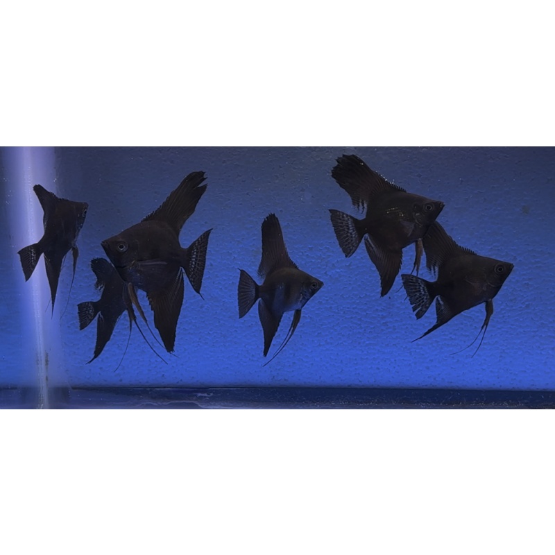 6 - BLACK ANGELFISH
