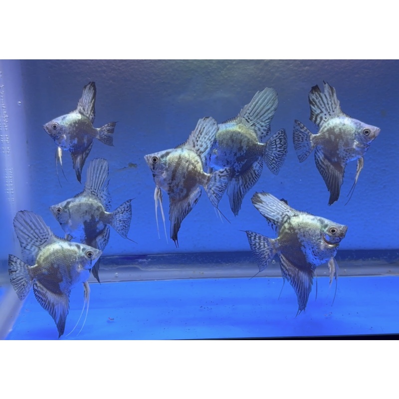 8 - BLUE CHOCOLATE LEOPARD ANGELFISH