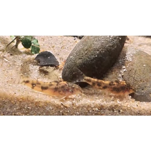 Aspidoras cf. sp. CW216