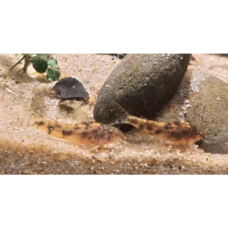 Aspidoras cf. sp. CW216