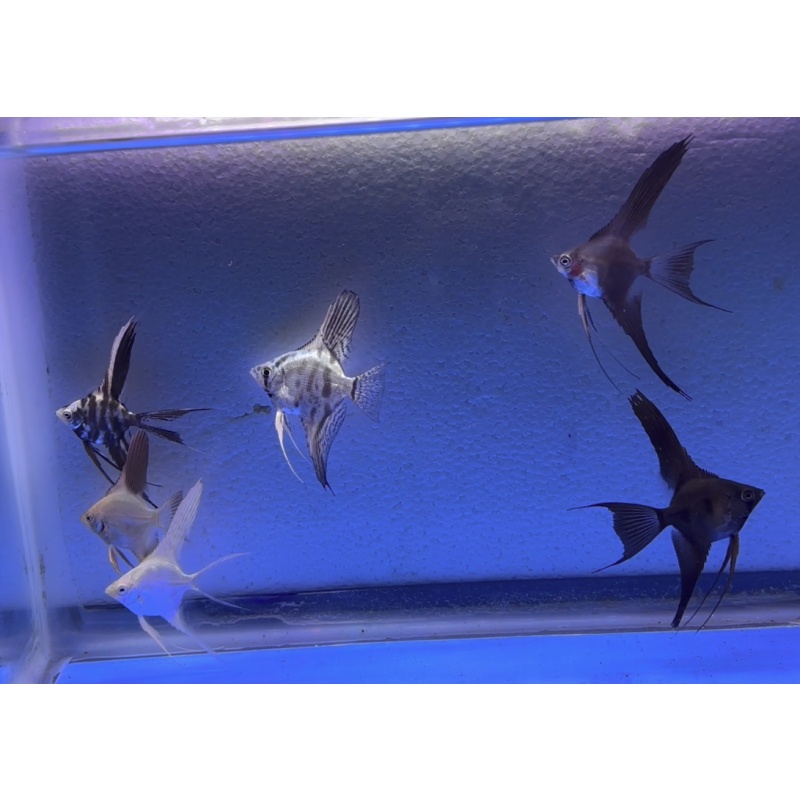 6 - ASSORTED ANGELFISH