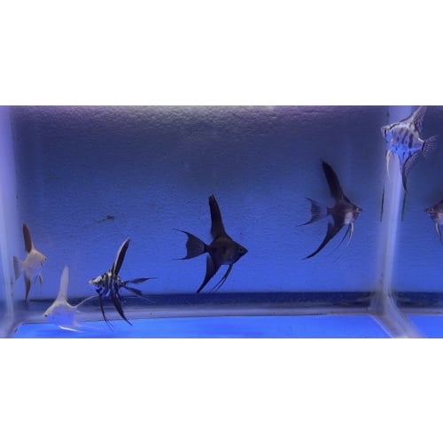 6 - ASSORTED ANGELFISH