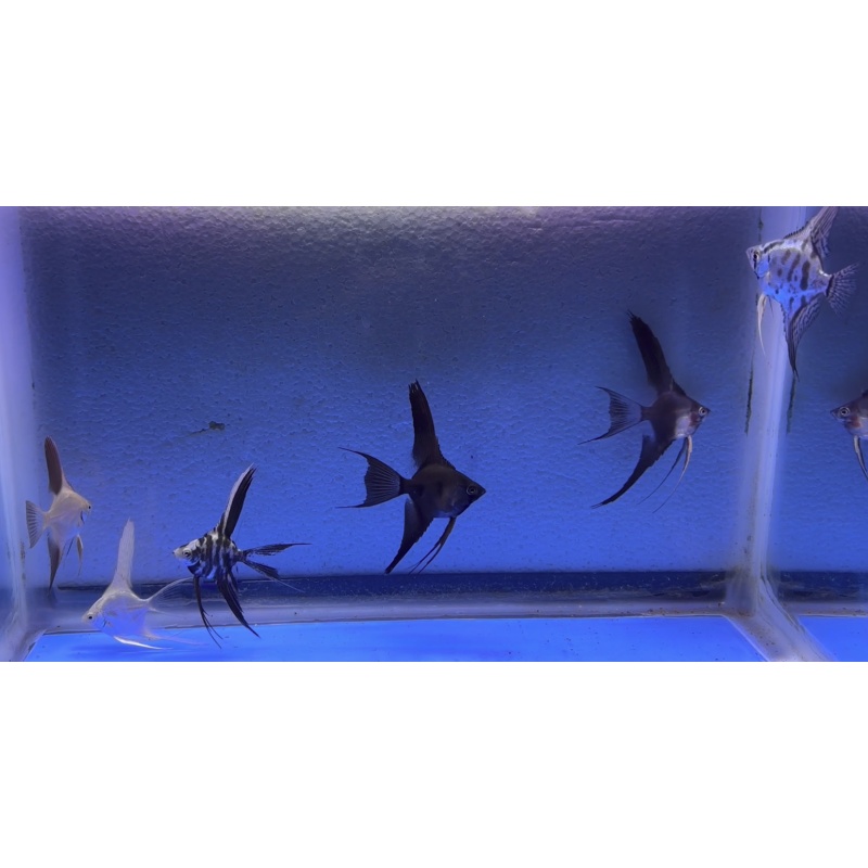 6 - ASSORTED ANGELFISH