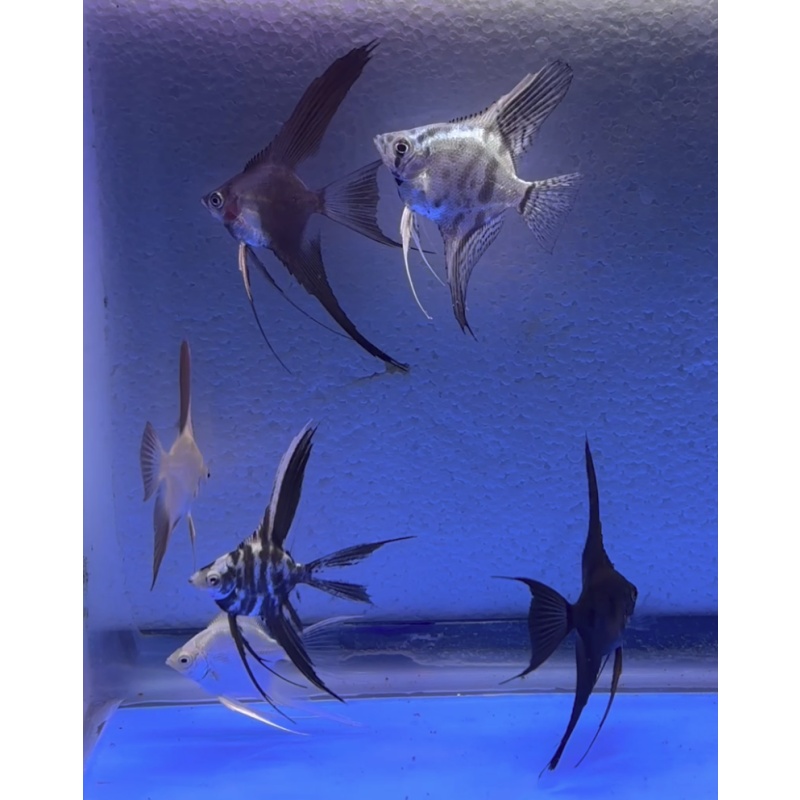 6 - ASSORTED ANGELFISH
