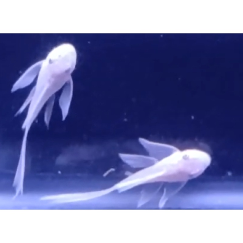 Snow White Plecos x 13 (12 LF + 1 SF)!