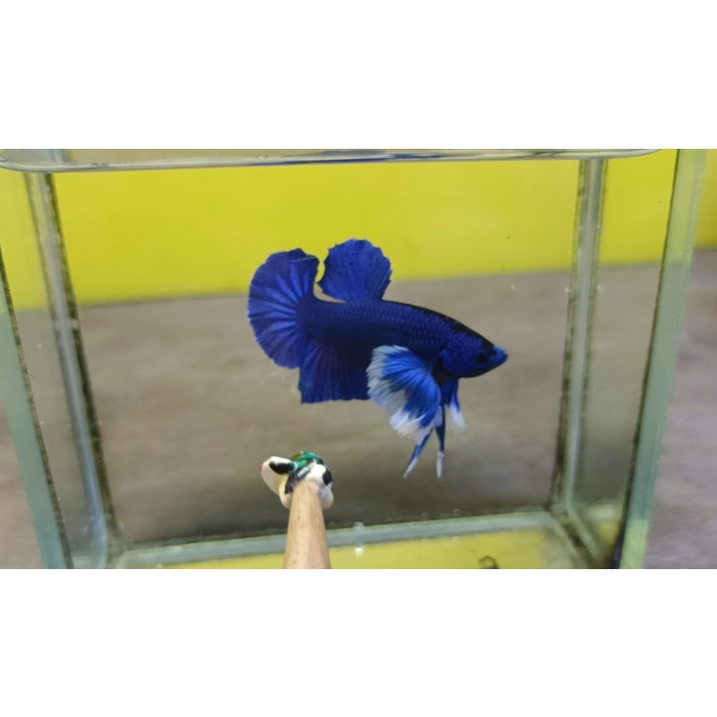 Blue Dumbo