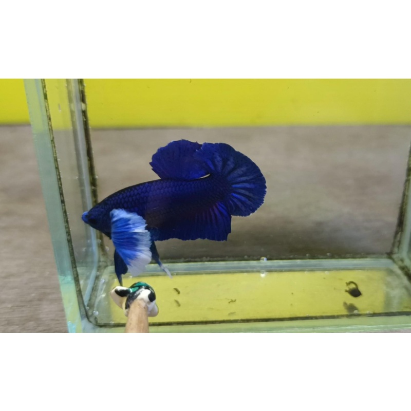 Blue Dumbo
