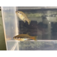 sexed young trio xenotoca aquarium strain orange and blue base