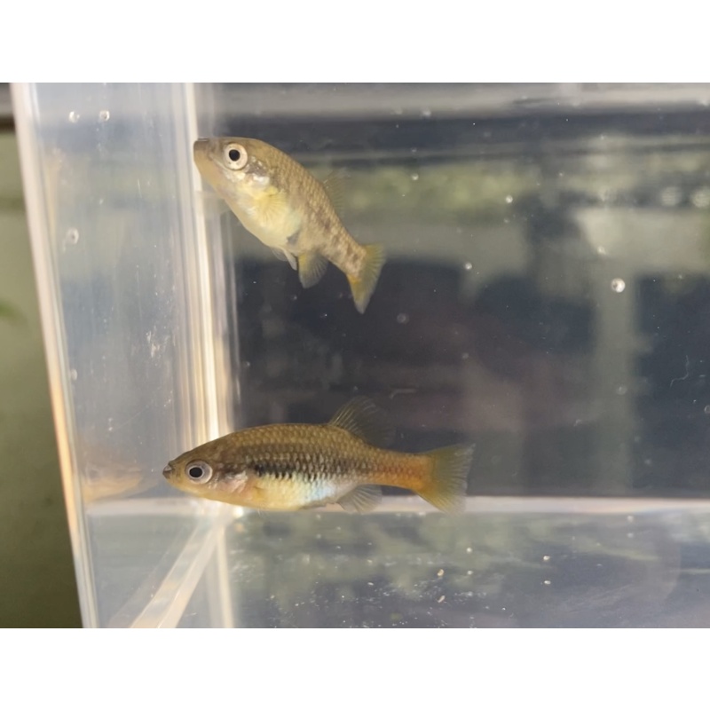 sexed young trio xenotoca aquarium strain orange and blue base