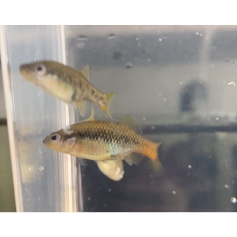 sexed young trio xenotoca aquarium strain orange and blue base