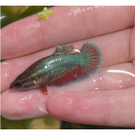 female blue rim red base half-moon platkat betta