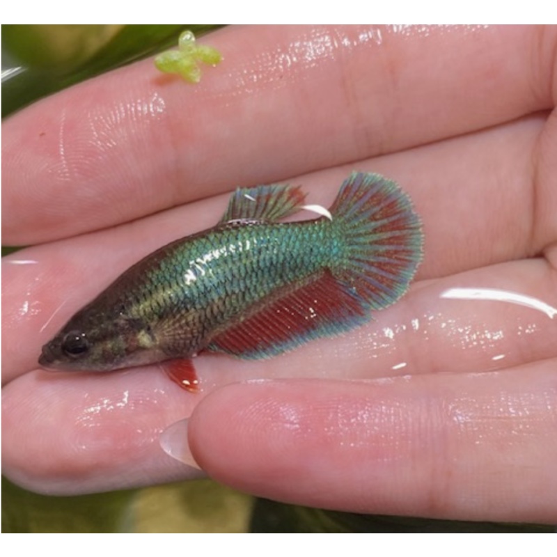 female blue rim red base half-moon platkat betta