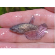 female pink copper half-moon betta
