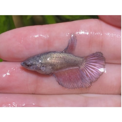 female pink copper half-moon betta