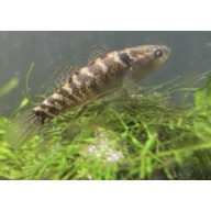 Jade Goby