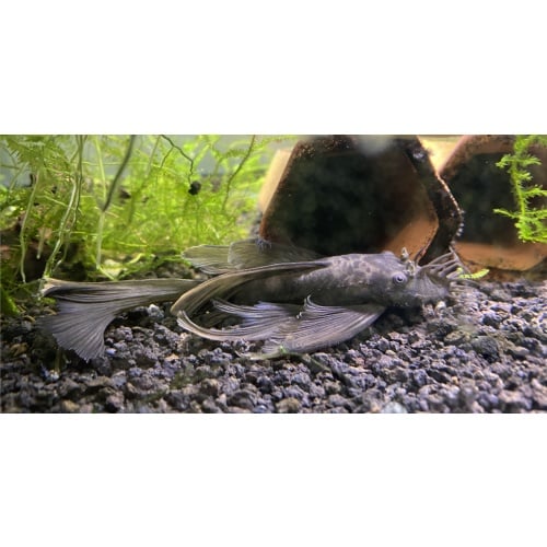 ADULT male LONGFIN green dragon bn pleco