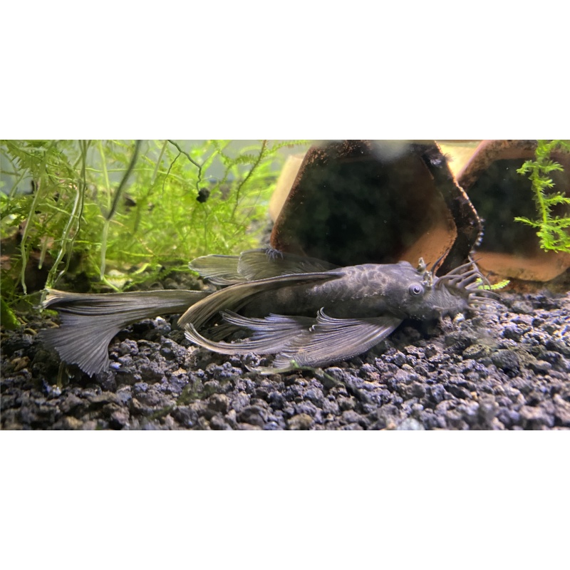ADULT male LONGFIN green dragon bn pleco
