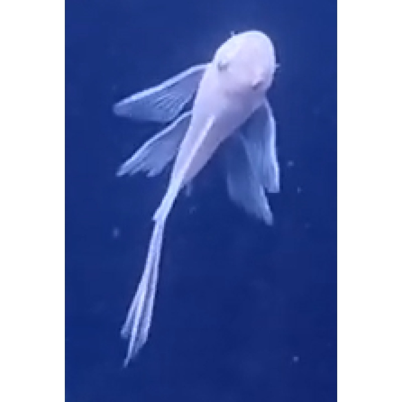 Snow White Plecos x 12 (9 LF + 3 SF)!