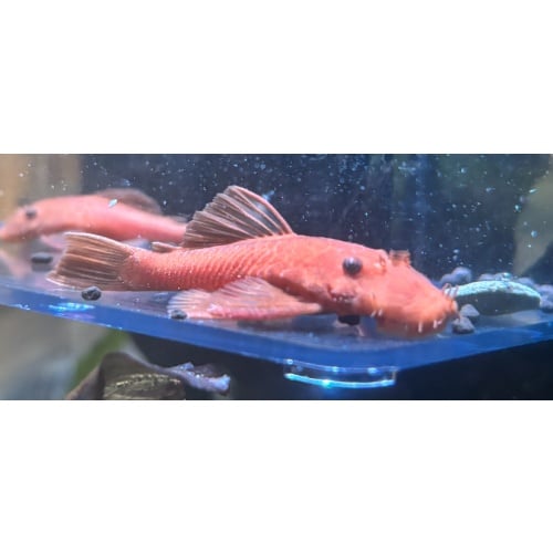 ADULT MALE SUPER RED BRISTLENOSE PLECO — Breeding Ready — From Proven Manhattan Bloodline