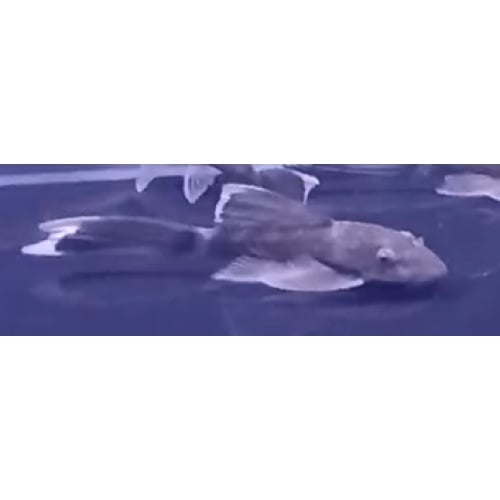 Green dragon bristlenose plecos (LF + SF) x 20!