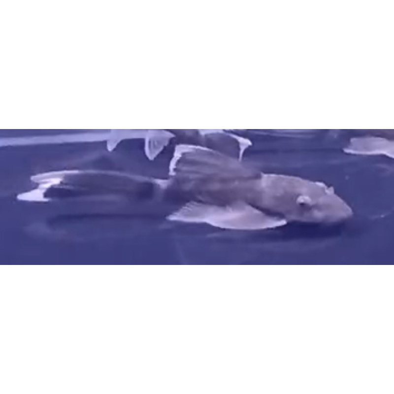 Green dragon bristlenose plecos (LF + SF) x 20!