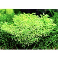 Riccia fluitans [1 portion]
