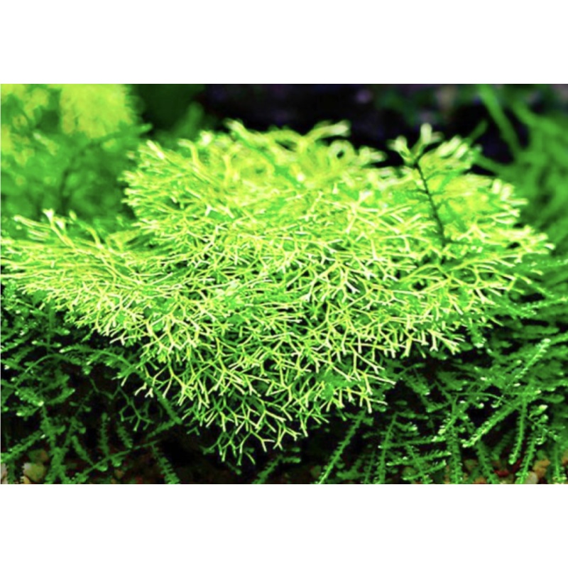 Riccia fluitans [1 portion]