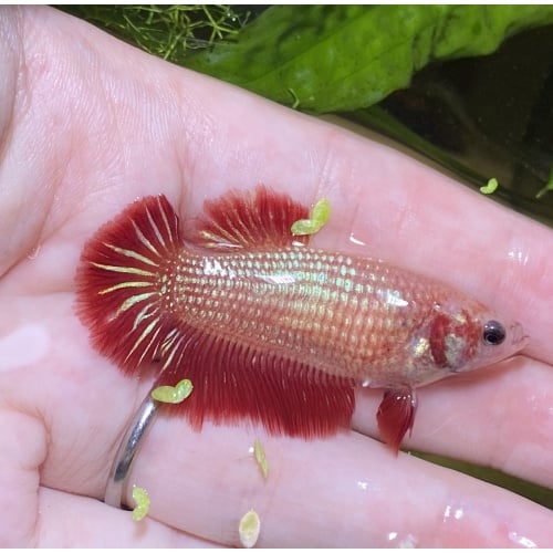 red fin white female betta