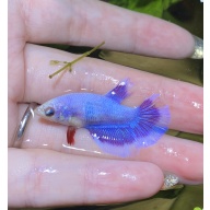 white rim purple female betta