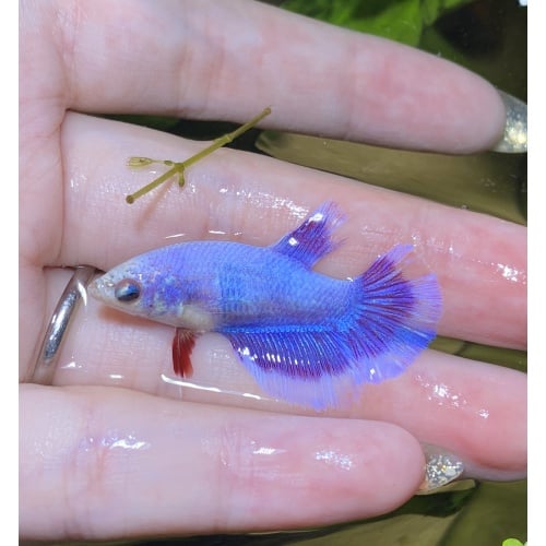 white rim purple female betta