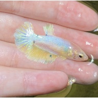 yellow blue koi female betta