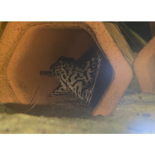 l236 Super White pleco
