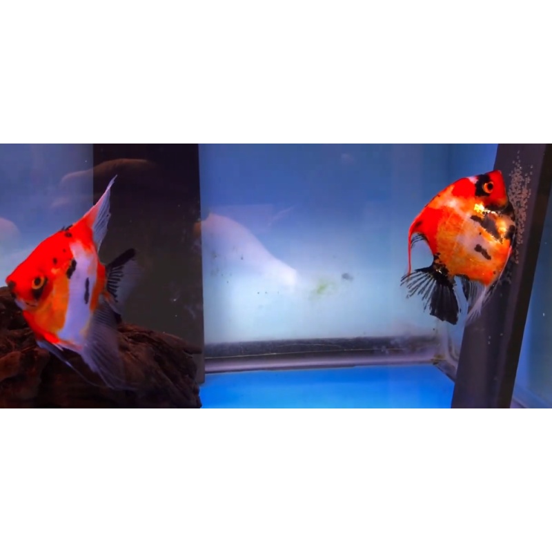 Proven Red Devil Angelfish Pair #4134