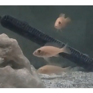 Female group of Dragon Blood Peacock Cichlids x 6! Local Pickup Only.
