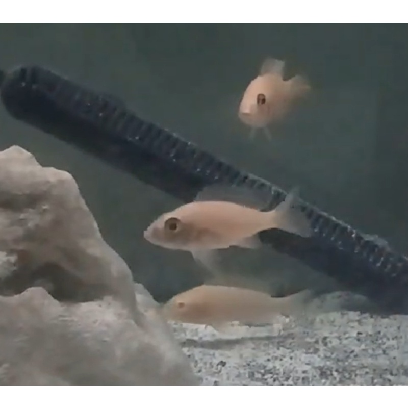 Female group of Dragon Blood Peacock Cichlids x 6! Local Pickup Only.