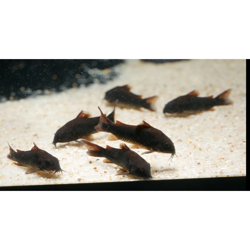 7 - Black Venezuelan Corys - Osteogaster schultzei