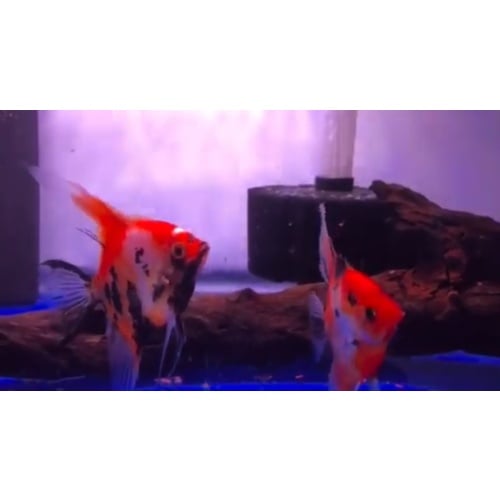 Proven Red Devil Angelfish Pair #4135